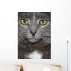 Russian Blue Cat