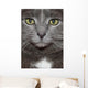 Russian Blue Cat