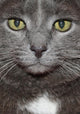 Russian Blue Cat