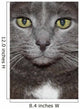 Russian Blue Cat