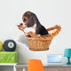 Sad beagle puppy in the basket Wall Mural