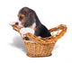 Sad beagle puppy in the basket Wall Mural