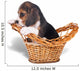 Sad beagle puppy in the basket Wall Mural
