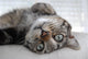Chat Couch