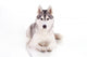 Huskey Dog Wall Decal