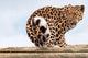 Amur Leopard Turning to