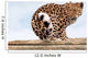 Amur Leopard Turning to