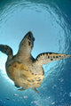 One Male Hawksbill Turtle Wall Mural