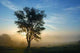 Tree Is Fog Wall Decal