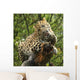 Leopard Wall Mural