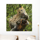 Leopard Wall Mural
