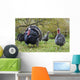 Turkey in Yard Wall Mural