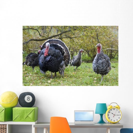 Turkey in Yard Wall Mural