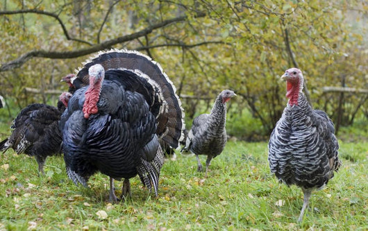 Turkey in Yard Wall Mural