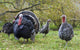 Turkey in Yard Wall Mural