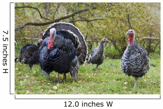 Turkey in Yard Wall Mural