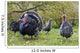 Turkey in Yard Wall Mural