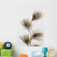 Peacock Feather