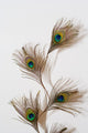 Peacock Feather