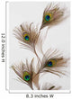 Peacock Feather