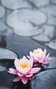 Lotus Blossoms