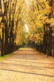 Autumn Alley Park