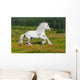 Galloping White Horse Wall Mural