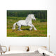 Galloping White Horse Wall Mural