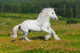 Galloping White Horse Wall Mural