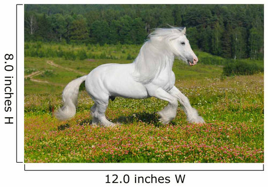 Galloping White Horse Wall Mural