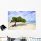 Divi Divi Tree Eagle
