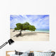 Divi Divi Tree Eagle