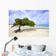 Divi Divi Tree Eagle