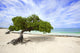 Divi Divi Tree Eagle