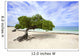 Divi Divi Tree Eagle
