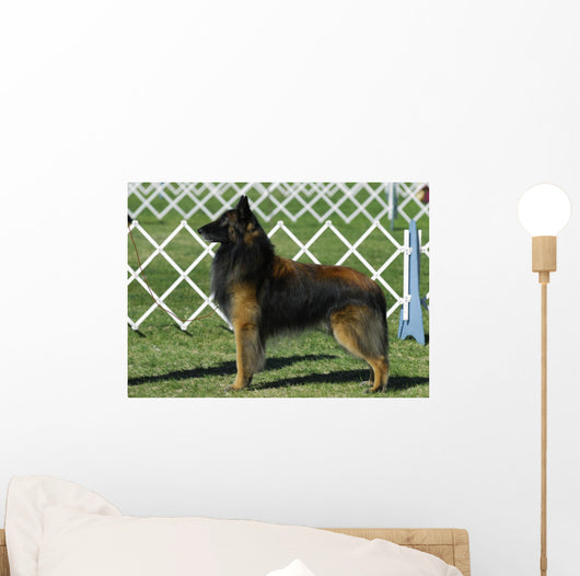 Belgian Tervuren Dog