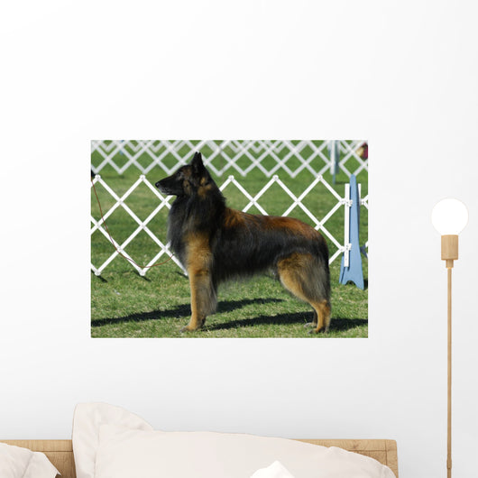 Belgian Tervuren Dog