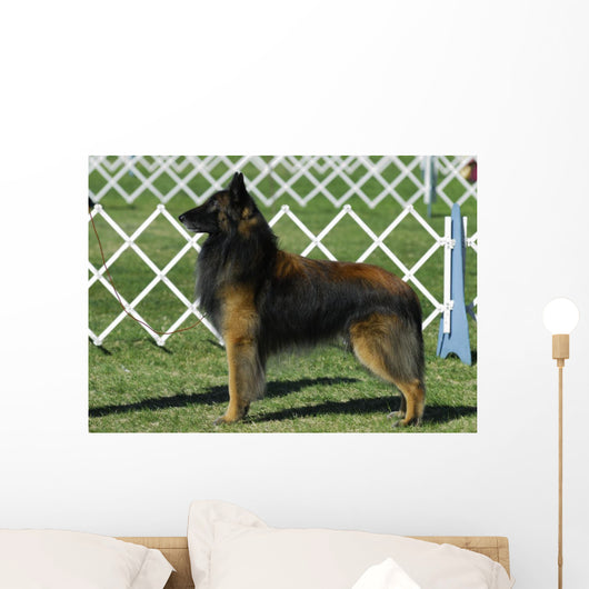 Belgian Tervuren Dog