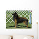 Belgian Tervuren Dog