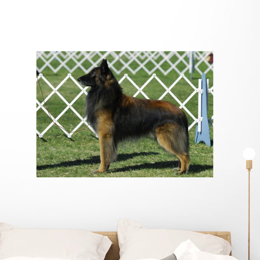 Belgian Tervuren Dog