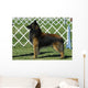 Belgian Tervuren Dog