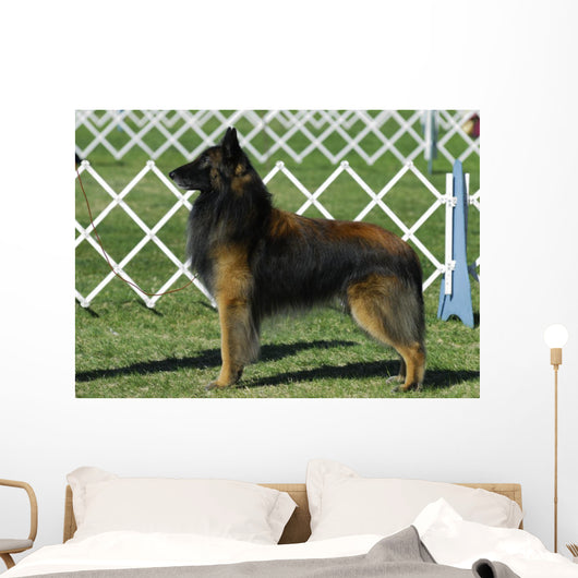 Belgian Tervuren Dog