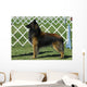 Belgian Tervuren Dog