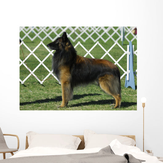 Belgian Tervuren Dog
