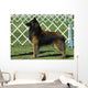 Belgian Tervuren Dog