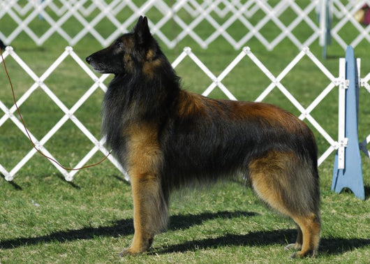 Belgian Tervuren Dog