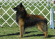 Belgian Tervuren Dog