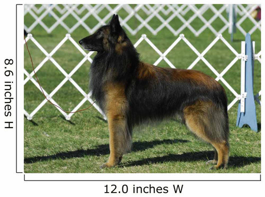 Belgian Tervuren Dog