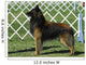 Belgian Tervuren Dog