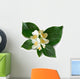 Mock-orange Philadelphus Wall Decal
